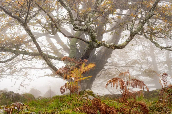 Les Otzarreta v přírodním parku Gorbea. Bizkaia, Baskicko — Stock fotografie