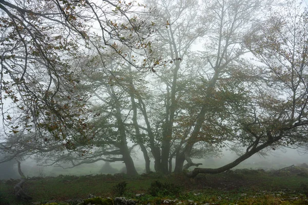 Barevný podzim v lesích Ozarreta v přírodním parku Gorbea, Španělsko — Stock fotografie