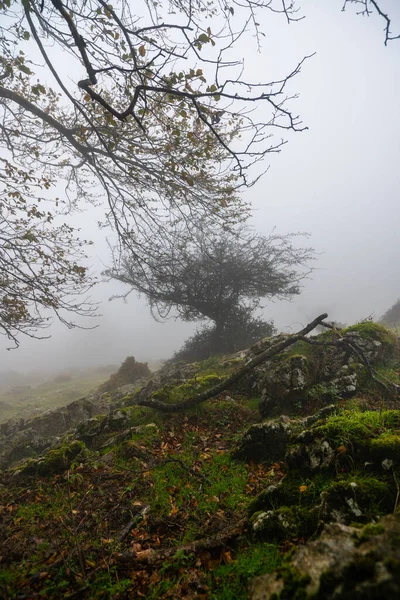 西班牙Gorbea自然公园Otzarreta森林五彩缤纷的秋天 — 图库照片