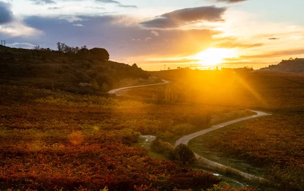 Rioja地区的葡萄园，秋天的色彩。日出时间 — 图库照片