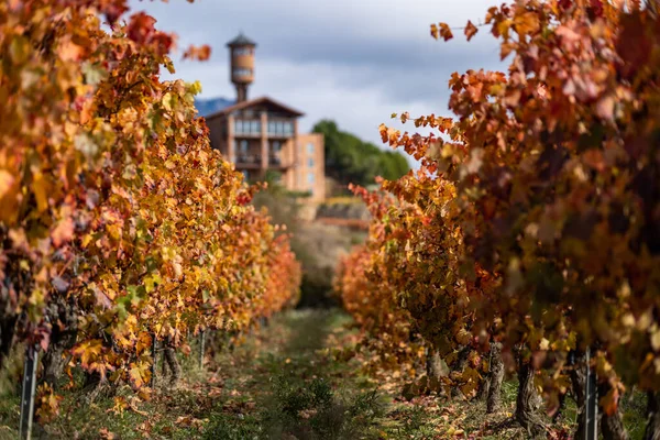 Vinodlingar i Rioja regionen med höstfärger. Soluppgångstid — Stockfoto