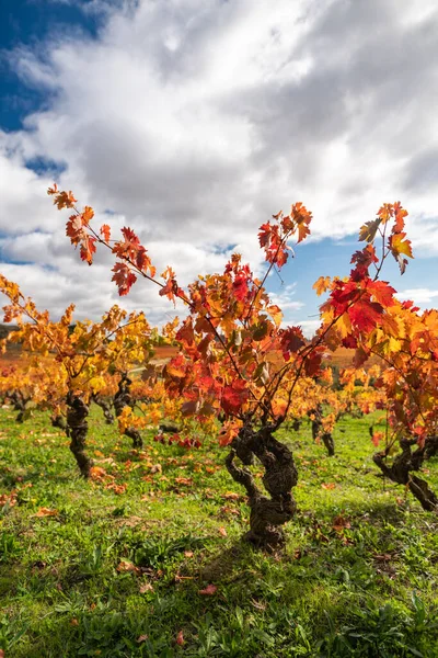 Vigneti della regione di Rioja con colori autunnali. Ora dell'alba — Foto Stock