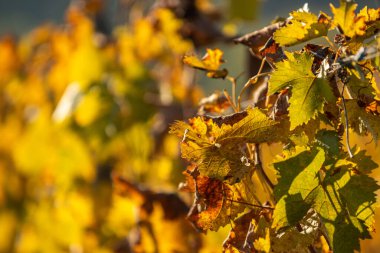 Şarap için üzüm tarlası. Üzüm bağı tepeleri. Sonbahar manzarası ve sıralanmış üzüm bağları. Toskana, İtalya.