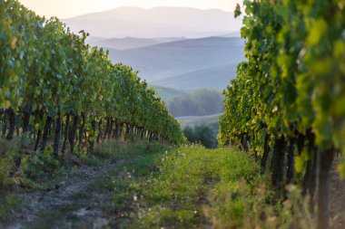 Şarap için üzüm tarlası. Üzüm bağı tepeleri. Sonbahar manzarası ve sıralanmış üzüm bağları. Toskana, İtalya.