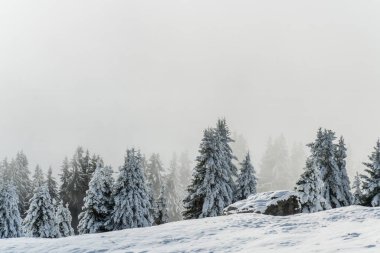 Aletsch Arena yakınlarında taze kar ve bulutlarla kaplı bir orman manzarası. Sonbaharda İsviçre