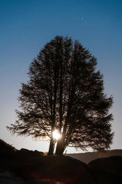 Pohled na siluetu stromu v noci ozářeného měsícem. Švýcarské Alpy na podzim — Stock fotografie
