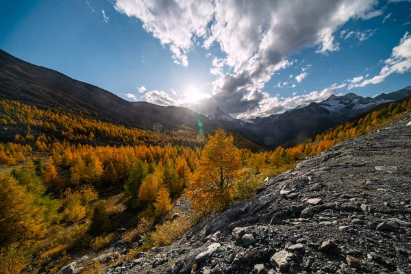 Prachtig gekleurde lariks op de heuvels van Zermatt, Zwitserland — Stockfoto