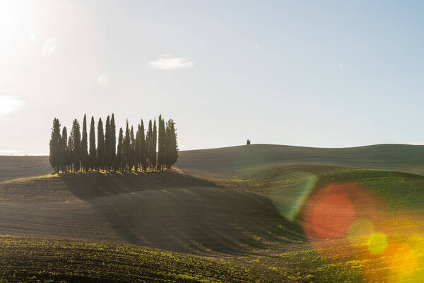 Scenic view of a typical Tuscan landscape with a group of cypresses against a blue sky in beautiful golden morning light at dawn, Tuscany, Italy, Southern Europe