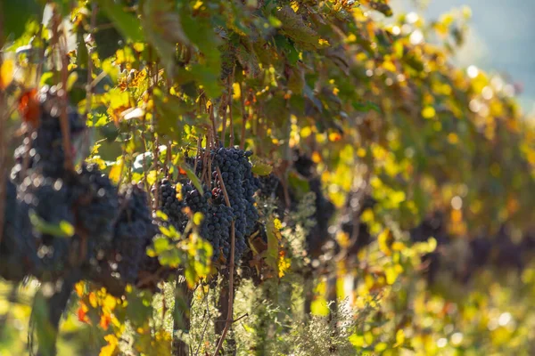 Un champ de raisins pour le vin. Des collines viticoles. Paysage d'automne avec rangées de vignes. Toscane, Italie. — Photo
