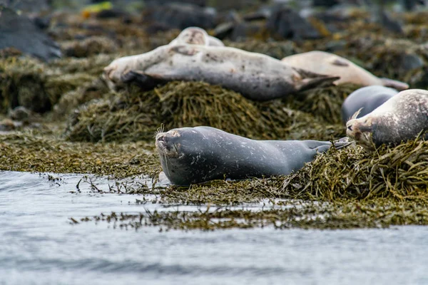 Zeehonden, zeeleeuwen zonnebaden in Ytri Tunga strand op het schiereiland Snaefellsnes in West IJsland — Stockfoto