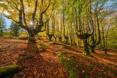Gorbea Doğal Parkı 'ndaki Otzarreta Ormanı. Bizkaia, Bask Ülkesi