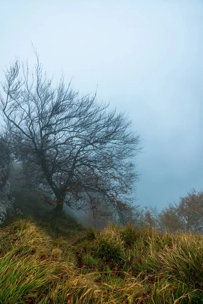 The mysterious Otzarreta forest. Gorbea Natural Park, Basque Country, Spain — Stock Photo, Image