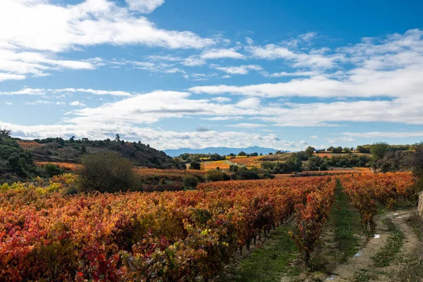 Szőlőültetvények Rioja régió őszi színekkel. Napkelte — Stock Fotó