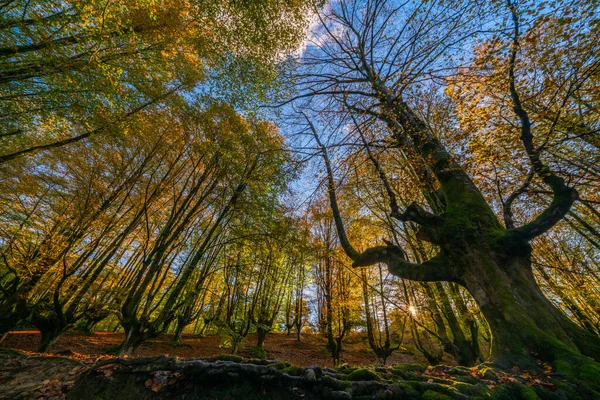 Le foglie cadenti colorano la stagione autunnale nella foresta. Foresta di Otzarreta, Parco Naturale Gorbea, Bizkaia, Spagna — Foto Stock