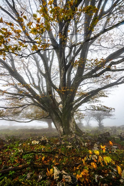 Padlé listí v lese je podzimní období. Les Otzarreta, Přírodní park Gorbea, Bizkaia, Španělsko — Stock fotografie