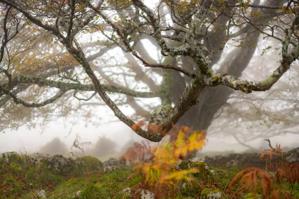 Ліс Отсарта в природному парку Горбеа. Біская, Країна Басків — стокове фото