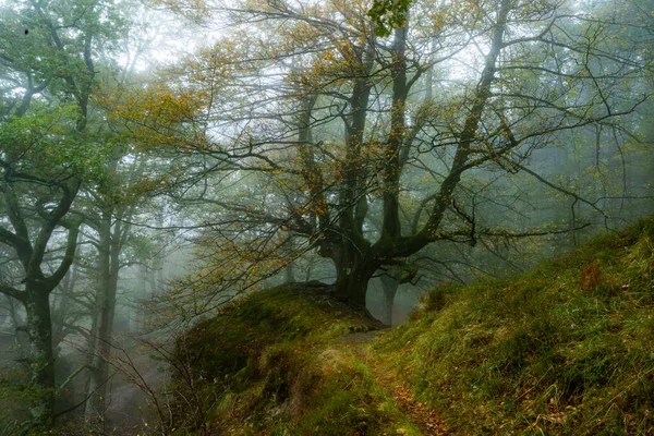 Le foglie cadute aggiungono colore all'autunno nella foresta. Foresta di Otzarreta, Parco Naturale Gorbea, Bizkaia, Spagna — Foto Stock