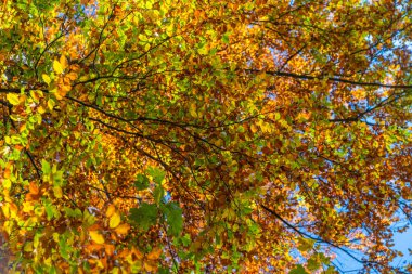 Triglav Ulusal Parkı yakınlarındaki renkli bir sonbahar ormanında güzel yapraklar. Slovenya, Avrupa.