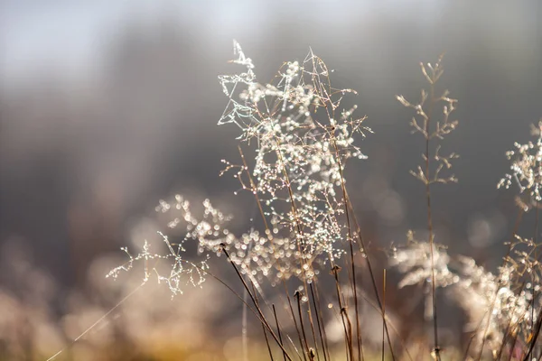 Fiori selvatici secchi insieme ad erba secca e spighe in beige su sfondo sfocato — Foto Stock