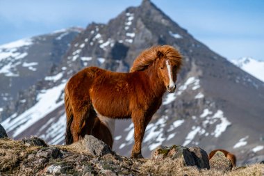 İzlanda atları. İzlanda atı İzlanda 'da üretilen bir attır.