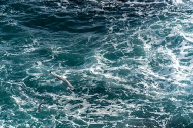 Birçok Seaguls 'un İzlanda Kayalıkları