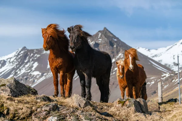 Caballos islandeses. El caballo islandés es una raza de caballos creada en Islandia. —  Fotos de Stock