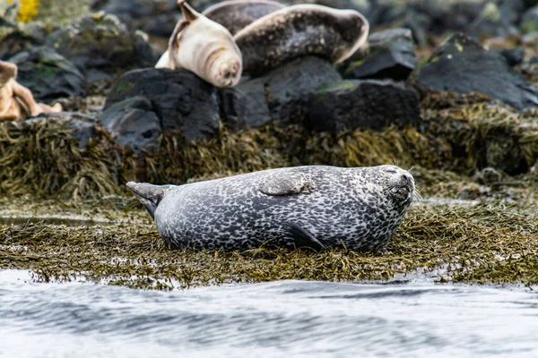 Tuleni, lachtani se opalují na pláži Ytri Tunga na poloostrově Snaefellsnes na západním Islandu — Stock fotografie