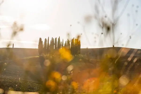 Vista panoramica di un tipico paesaggio toscano con un gruppo di cipressi contro un cielo azzurro nella splendida luce dorata del mattino all'alba, Toscana, Italia, Europa meridionale — Foto Stock