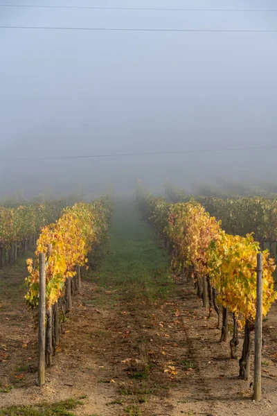 Hroznové pole na víno. Viniční kopce. Podzimní krajina s řadami vinic. Toskánsko, Itálie. — Stock fotografie