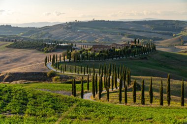 Tanınmış bir Toskana manzarası tahıl tarlaları, selvi ağaçları ve gün batımında tepelerde evler. Tuscany, İtalya ve Avrupa 'da dolambaçlı yolu olan sonbahar kırsal arazisi.