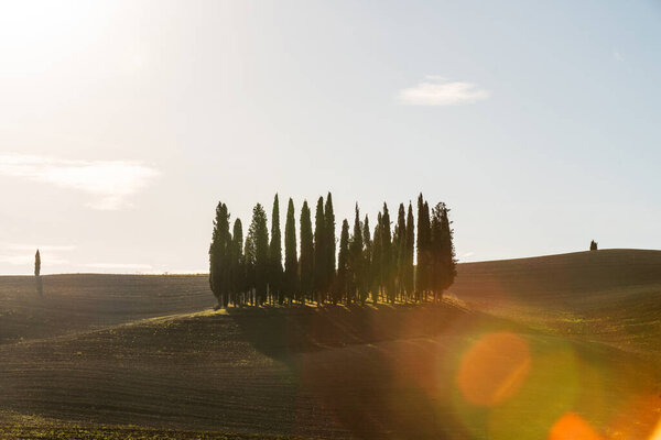 Scenic view of a typical Tuscan landscape with a group of cypresses against a blue sky in beautiful golden morning light at dawn, Tuscany, Italy, Southern Europe