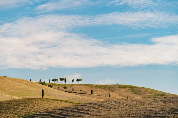 Сценічний вигляд типового тосканського ландшафту з групою кипарису проти блакитного неба на світанку, Тоскана, Італія, Південна Європа. — стокове фото
