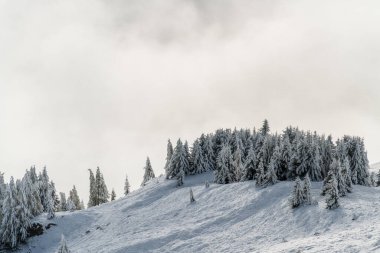 Aletsch Arena yakınlarında taze kar ve bulutlarla kaplı bir orman manzarası. Sonbaharda İsviçre