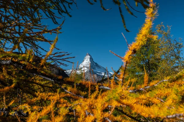 スイスのツェルマットの丘の上に美しい色のカラマツ — ストック写真