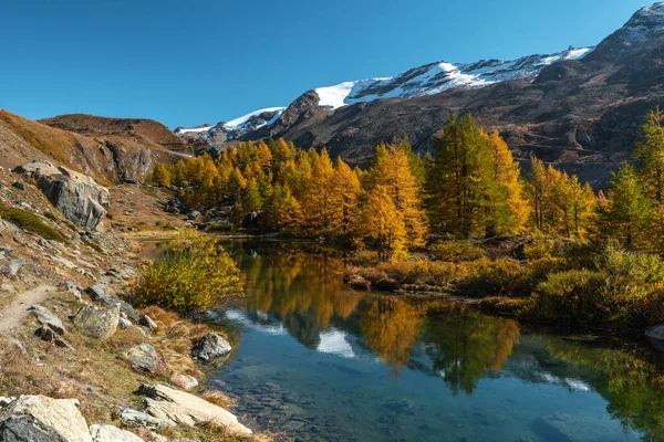 Prachtig gekleurde lariks op de heuvels van Zermatt, Zwitserland — Stockfoto