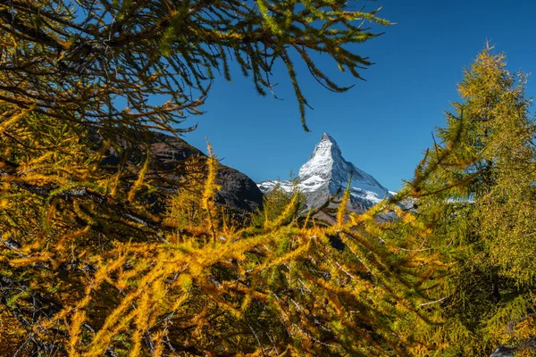 Lariços lindamente coloridos nas colinas de Zermatt, Suíça — Fotografia de Stock