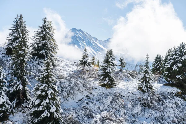 View of a forest covered with fresh snow and clouds near the Aletsch Arena. Switzerland in autumn