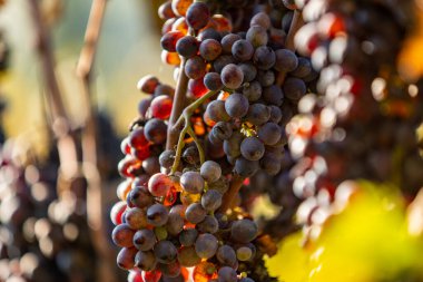 Şarap için üzüm tarlası. Üzüm bağı tepeleri. Sonbahar manzarası ve sıralanmış üzüm bağları. Toskana, İtalya.