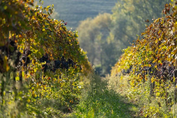 A grape field for wine. Vineyard hills. Autumn landscape with rows of vineyards. Tuscany, Italy. — Stock Photo, Image