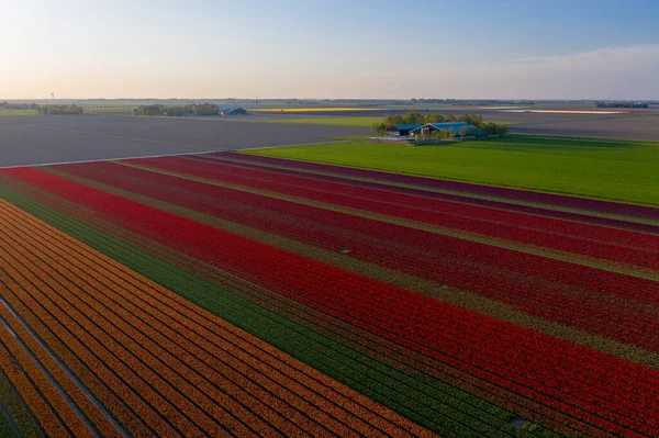 Вид с воздуха на засеянные поля тюльпанов в районе Дронтена. Весна в Нидерландах — стоковое фото