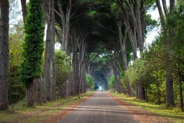 İtalya, Pisa 'da ağaçlarla kaplı bir patikanın huzur veren güzelliğini keşfedin. Doğaya mükemmel bir kaçış, huzurlu yürüyüşler ve bisikletler için ideal..