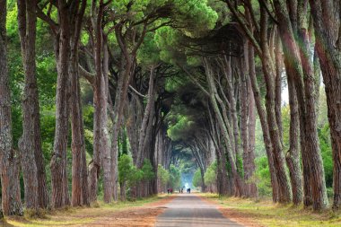 İtalya, Pisa 'nın dingin güzelliğini deneyimleyin, bu ağaçlarla kaplı yol, doğa aşıkları ve kaşifler için mükemmel..