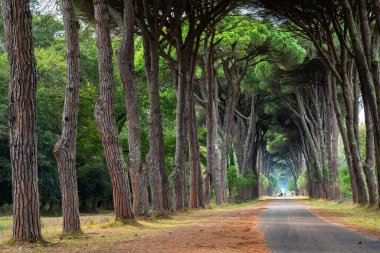 İtalya, Pisa 'da ağaçlarla kaplı bir patikanın sakin manzarası güzelliği ve sükuneti yakalıyor..