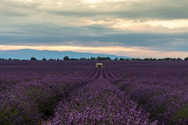 Büyüleyici lavanta tarlaları Provence, Fransa boyunca uzanıyor, gün batımında doğanın güzelliğini yakalıyor..