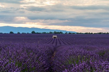 Altın gün batımı ışıklarıyla yıkanan lavanta yataklarının nefes kesici güzelliğini tecrübe edin. Huzurlu bir kaçış doğanın cazibesine.