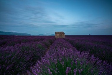 Provence, Fransa 'da nefes kesen lavanta tarlaları, güzel bir alacakaranlık gökyüzünün altında taştan bir kulübe. Doğa aşıkları için mükemmel..