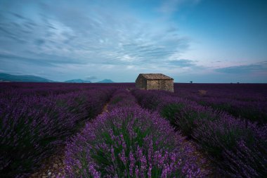 Fransa 'nın Provence şehrinde berrak mavi gökyüzünün altında taştan bir ahır olan canlı lavanta tarlalarının nefes kesici manzarası..
