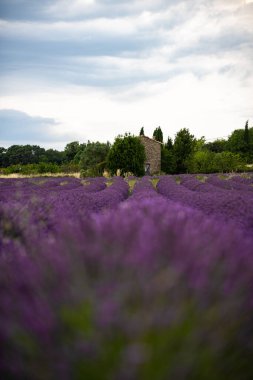 Fransa 'nın Provence kentindeki göz kamaştırıcı lavanta tarlaları dingin bir kırsal alana karşı canlı mor çiçekler sergiliyor..