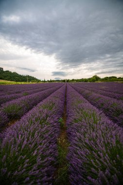 Fransa 'nın Provence kentindeki canlı lavanta tarlalarının çarpıcı manzarası, dramatik bulutlar, dinginlik ve doğa temalı projeler için mükemmel..