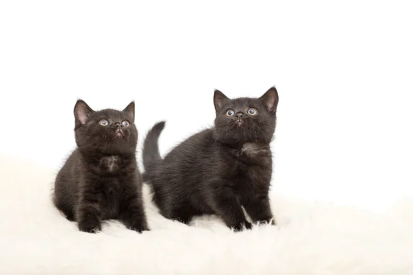 Adorable british little kitten posing — Stock Photo, Image